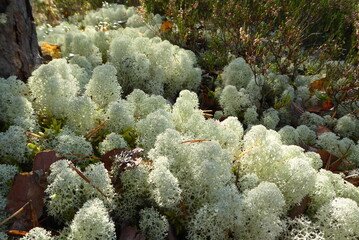 Cladonia rangiferina Wald in der Sonne, Flechte