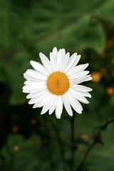 Fototapeta premium White daisy flower. Close up of a white daisy flower, showcasing its delicate petals and natural beauty. Perfect for nature, floral, and botanical projects.