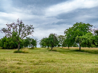 Gemähte Streuobstwiese