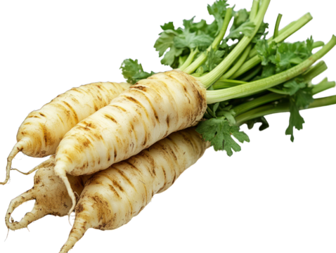 Parsley root bunch with green stems, tan skin