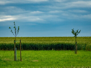 Frisch angepflanzte Obstbäume im Feld