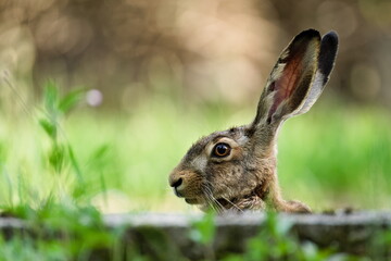 European Brown hare aka Lepus europaeus is hidden behind the foliage. Close-up portrait.