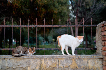 A serene scene featuring two cats, one resting and the other standing, on a stone wall near a fence surrounded by a natural park ambiance.