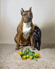 Ginger brindle AmStaff sits as a black cat stands close, tail embracing him. Both gaze forward....