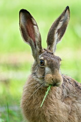 European Brown hare aka Lepus europaeus is eating grass.