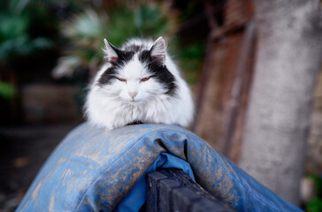 Relaxed Black and White Cat Resting on a Blue Cushion Outdoors