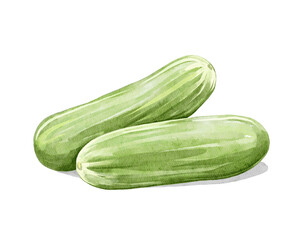 Cartoon cute cooking culinary greenery group of two green ripe cucumbers isolated on white background. Watercolor and pencil hand drawn illustration sketch