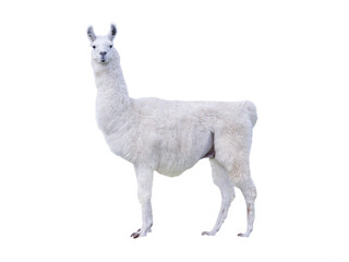 white llama isolated on white background