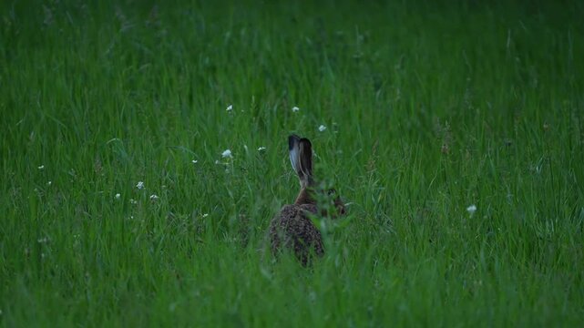 Wild Hare in green meadow eats grass