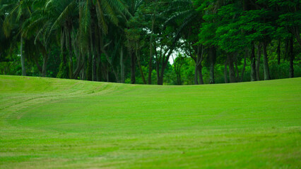 Serene Golf Fairway Surrounded by Dense Palm Trees.