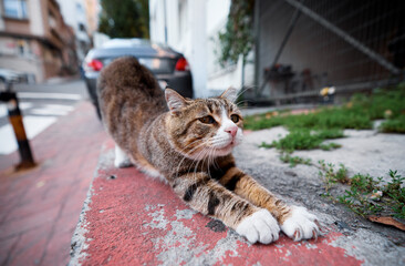 Street Cat Stretching on Sidewalk in Urban Neighborhood