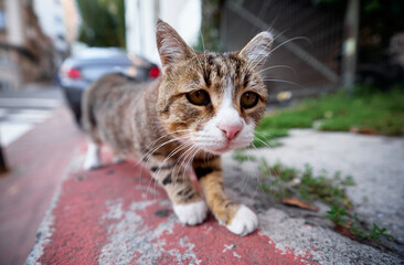 Close-Up of a Curious Stray Tabby Cat Exploring Outdoors