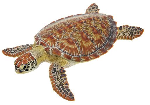 Close up shot of a sea turtle with patterned shell and flippers on a simple dark backdrop view on transparent background