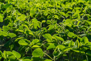 Lush green soybean plants stretch across a fertile field, soaking up sunlight on a warm day, showcasing their healthy growth and vibrant leaves