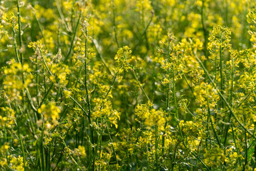 Bright yellow mustard flowers bloom abundantly across a lush field, showcasing the vibrant agricultural practice during the spring season in rural areas