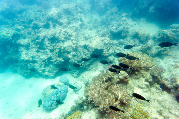 A view of coral reef