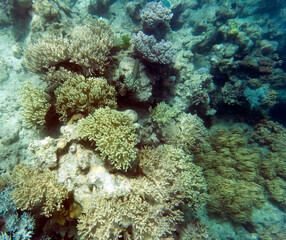 A view of coral reef