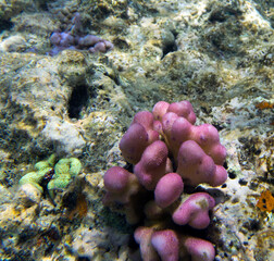 A view of coral reef