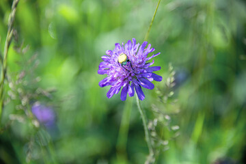 Anormal beetle on a wild blue flower