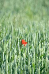 Beautiful red poppy flower in the middle of a rye field mit bokeh