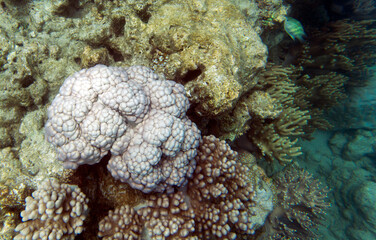 A view of coral reef