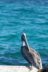 A photo of brown pelican