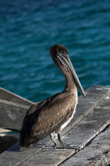 A photo of brown pelican