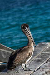 A photo of brown pelican