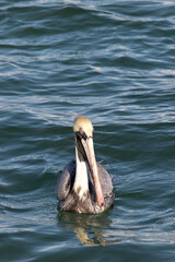 A photo of brown pelican