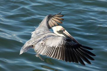 A photo of brown pelican