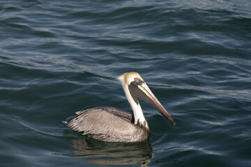 A photo of brown pelican