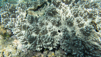 A view of coral reef
