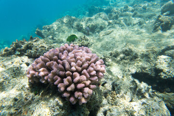 A view of coral reef