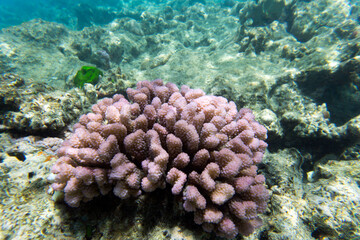 A view of coral reef