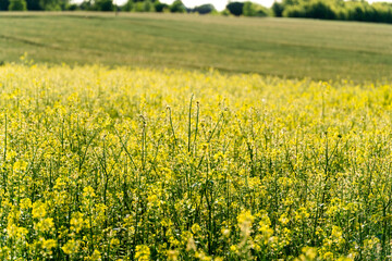 Vibrant yellow mustard flowers bloom extensively across the field, showcasing healthy growth as the...