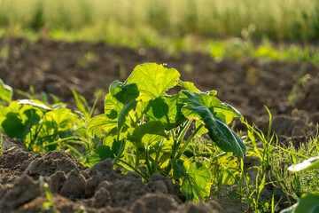 Bright green pumpkin and watermelon sprouts emerge from rich, dark soil under warm sunlight,...