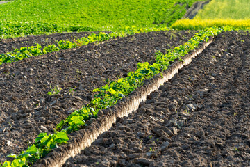 Pumpkin and watermelon sprouts emerge in neat rows from the dark, freshly turned soil, basking in...