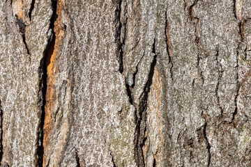 Close up tree bark texture as a wooden background