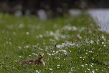 A solitary gosling sitting in a lush green field speckled with daisies.