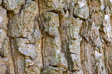 Close up tree bark texture as a wooden background