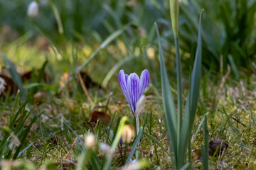Crocuses grow in spring in nature as early bloomers and are the first to bloom in spring