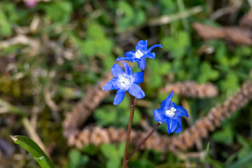 many blue flowers of the star hyacinth on a meadow at springtime