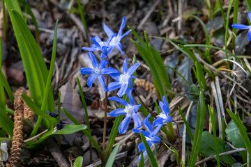 many blue flowers of the star hyacinth on a meadow at springtime