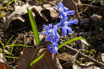 many blue flowers of the star hyacinth on a meadow at springtime