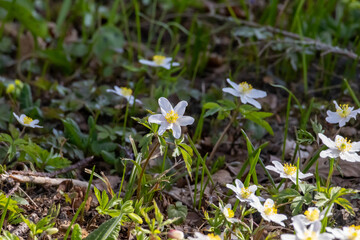 White Wood anemone flower in spring in the beautiful nature