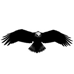 Eagle Flying Front View Silhouette - Wings Spread Vector