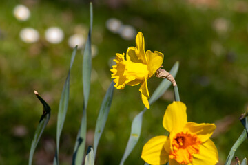 A closeup of a vibrant daffodil flower in full bloom at springtime