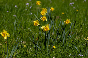 Vibrant daffodil flowers blooming in a lush field during spring at springtime