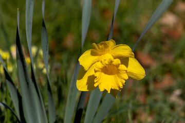 A closeup of a vibrant daffodil flower in full bloom at springtime