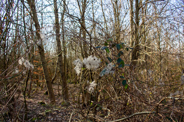 Clematis vitalba in the rays of the winter sun